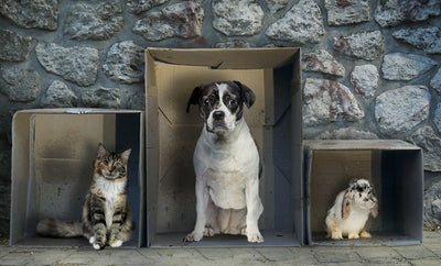 Lutte Contre les Abandons d'Animaux en Été : Solutions et Préventions