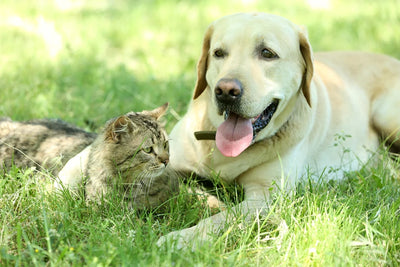 L'été et les Animaux de Compagnie : Conseils pour un Été Sûr et Agréable