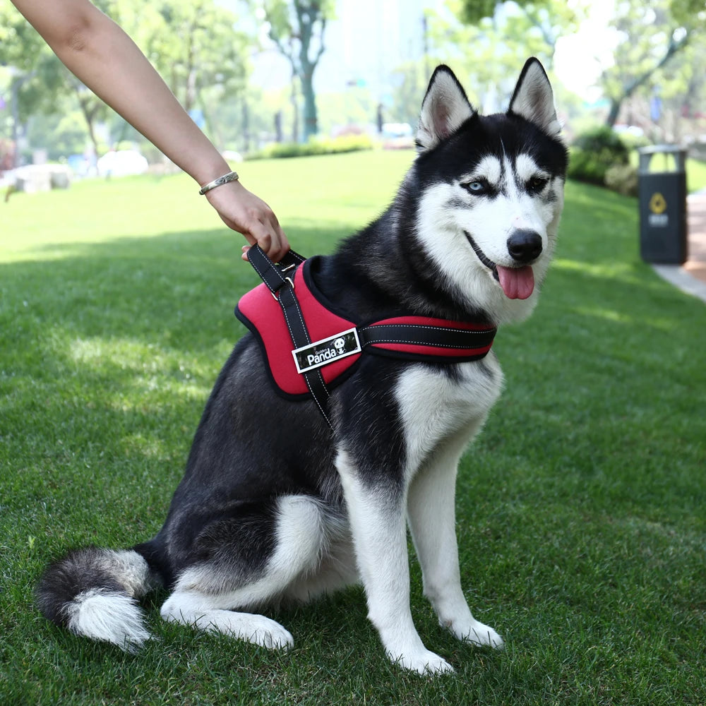 Chien husky portant un harnais rouge en nylon avec poignée