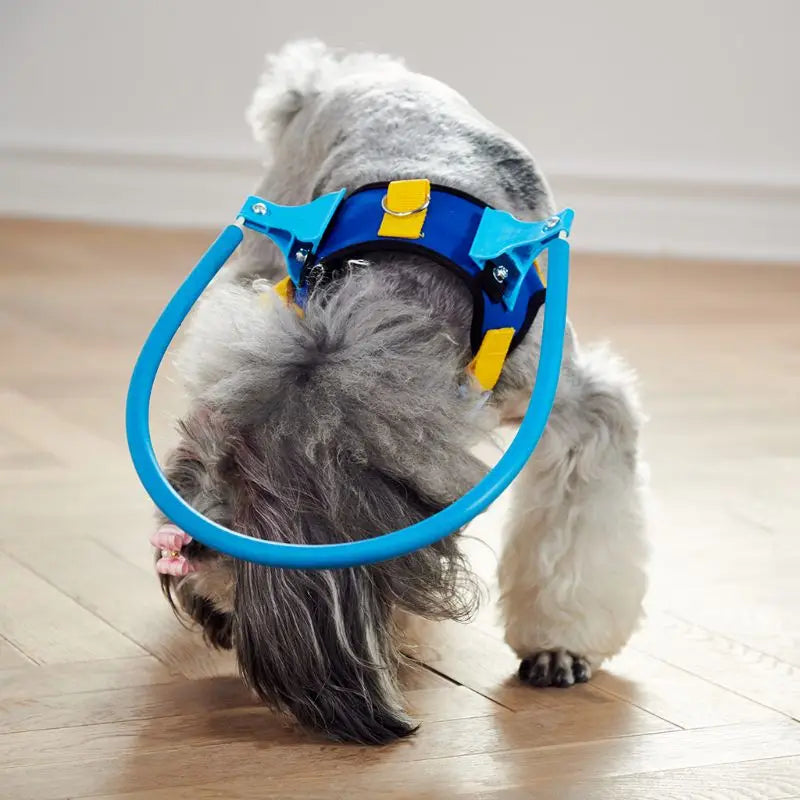 Vue de dos d'un chien portant un collier anti-collision bleu, montrant la conception sécurisée et ajustable.