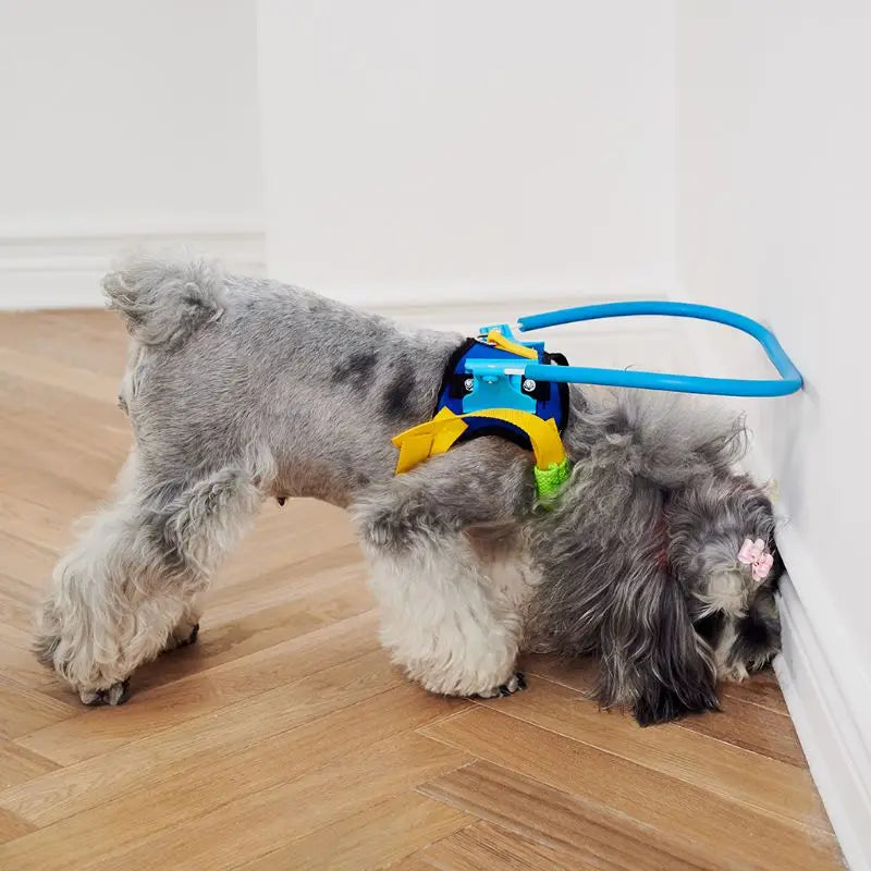 Un chien portant un collier anti-collision coloré pour éviter les obstacles à l'intérieur.