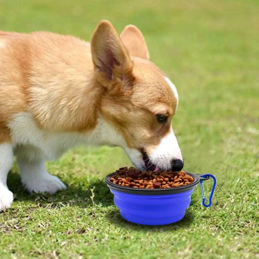 Un Corgi qui mange dans une écuelle pliable