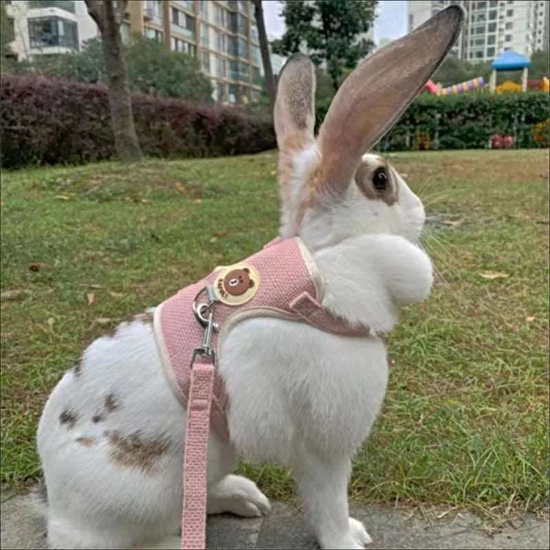 Harnais et Laisse Réglable pour Lapin - Promenade en Sécurité avec votre lapin, Matériaux de Qualité, Couleurs Vives