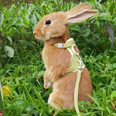 Harnais et Laisse Réglable pour Lapin - Promenade en Sécurité avec votre lapin, Matériaux de Qualité, Couleurs Vives