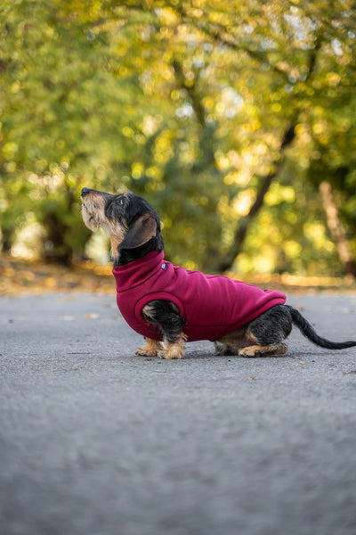 Teckel portant un sweat 90% coton rouge bordeaux, alliant style moderne et confort parfait pour les promenades.