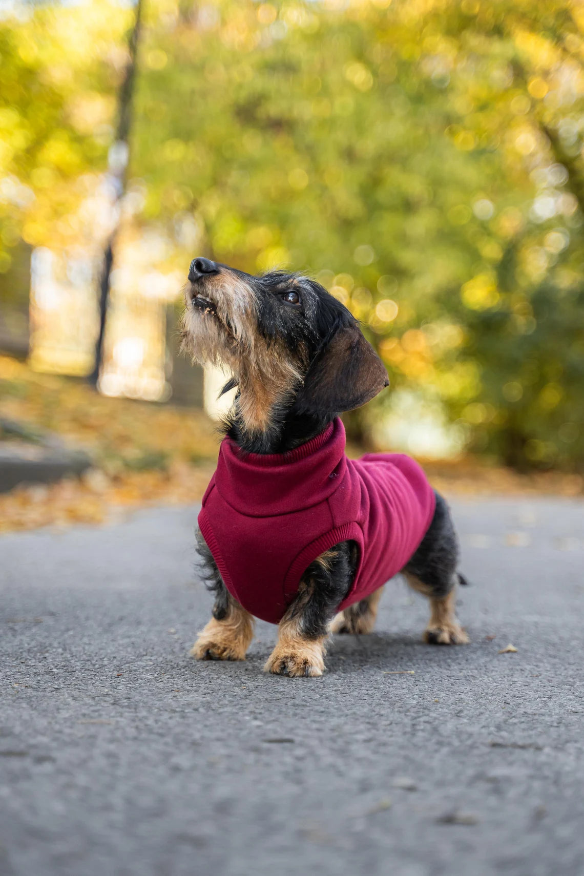 Teckel élégant dans son sweat bordeaux, parfait pour les journées fraîches et les promenades en plein air.