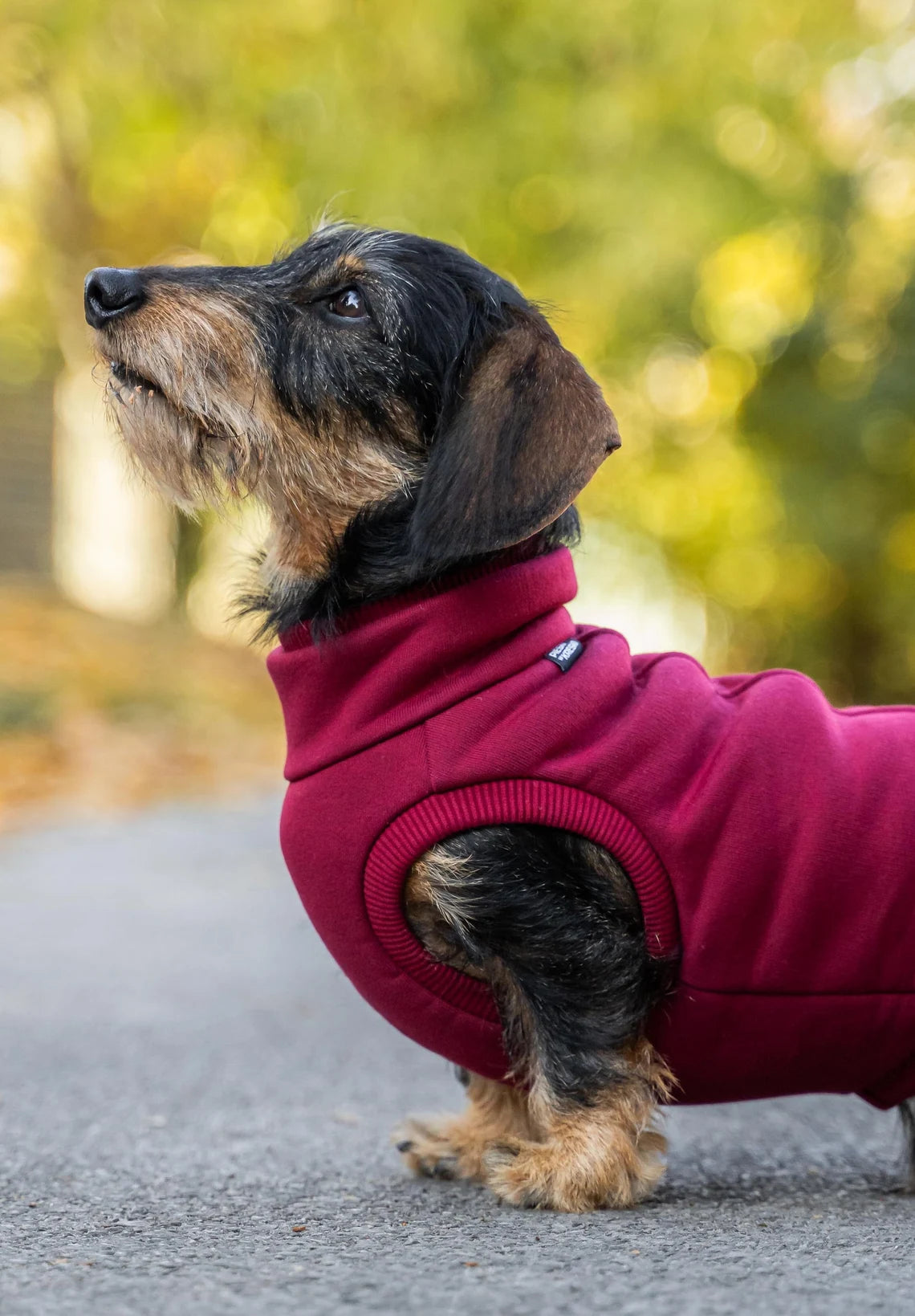 Teckel assis, portant un sweat douillet bordeaux, combinant un look chic et une coupe fonctionnelle.