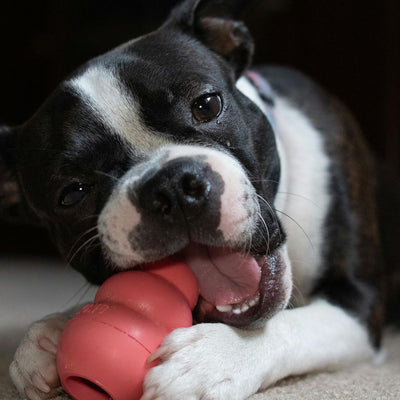 Chiot jouant avec un jouet Kong rouge pour chien, idéal pour la mastication et le divertissement.