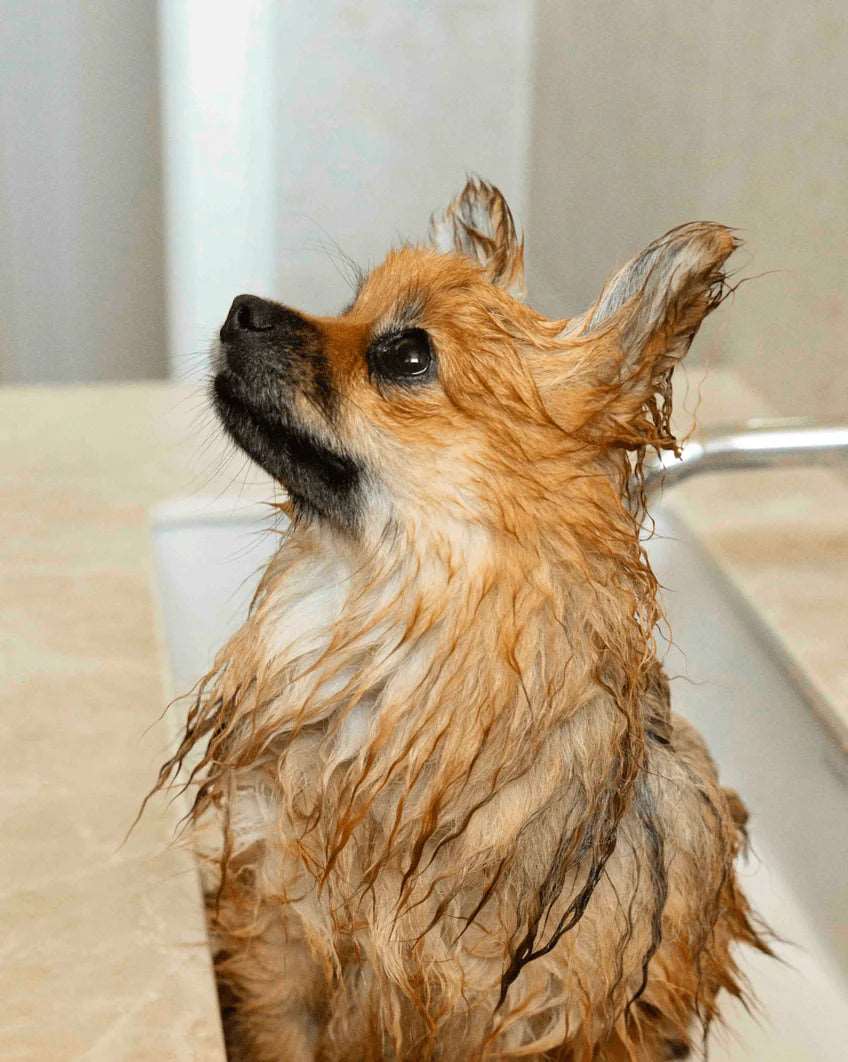 Shampoing Très Doux pour Chiens - Formulation Naturelle et Brillance Assurée